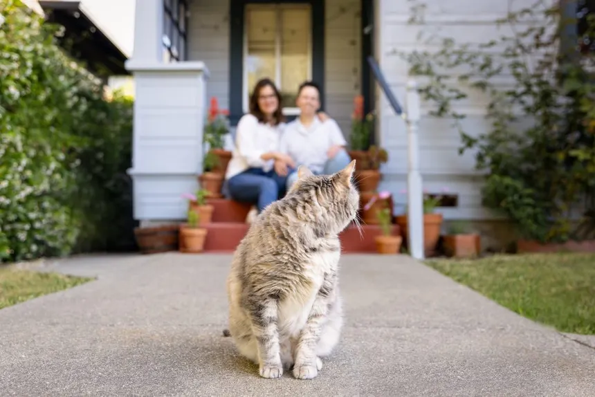 Aula Gratuita: Primeiros Socorros em Queimaduras em Cães e Gatos